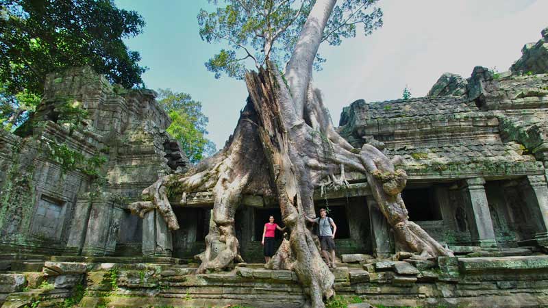 Angkor Wat Templo árbol - Camboya 