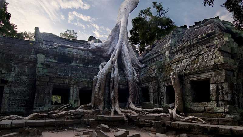 Angkor Wat - árbol Camboya