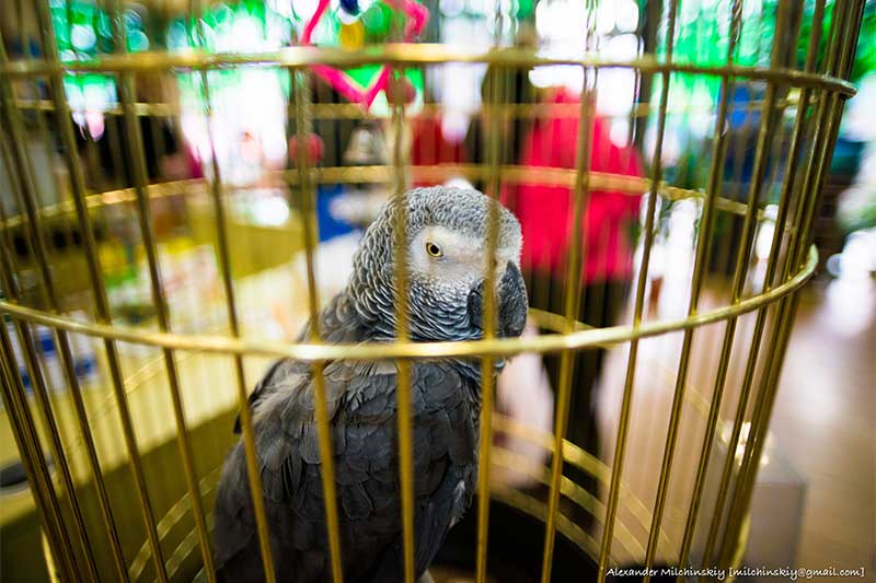 Libera a los pájaros de la jaula en Myanmar