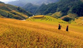 Mu Cang Chai