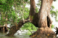 Pulau Sekudu