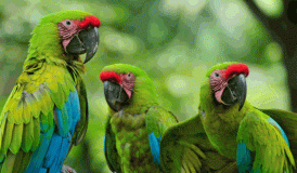 Parque de aves de Jurong