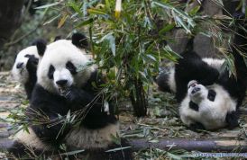Base-de-Investigación-de-Cría-de-Pandas-Gigantes-de-Chengdu