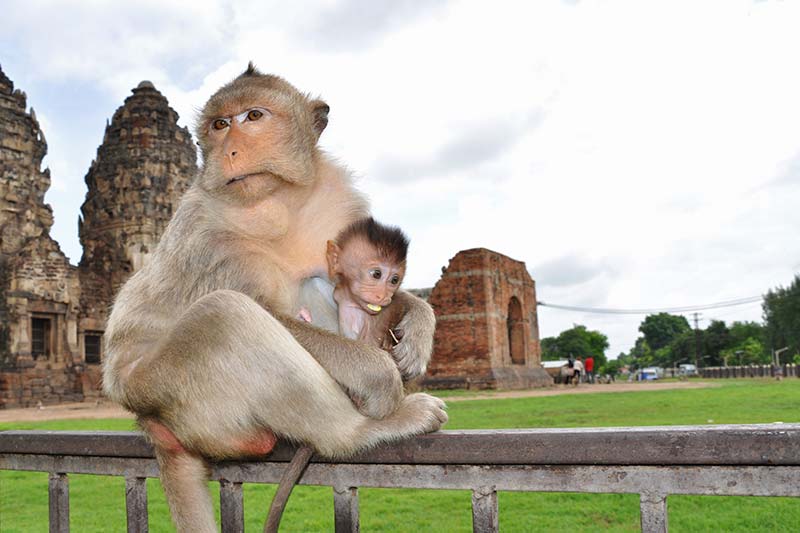 Templos de monos en Tailandia Vacaciones
