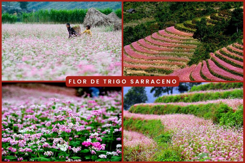 Flores de trigo sarraceno en el noroeste de Vietnam