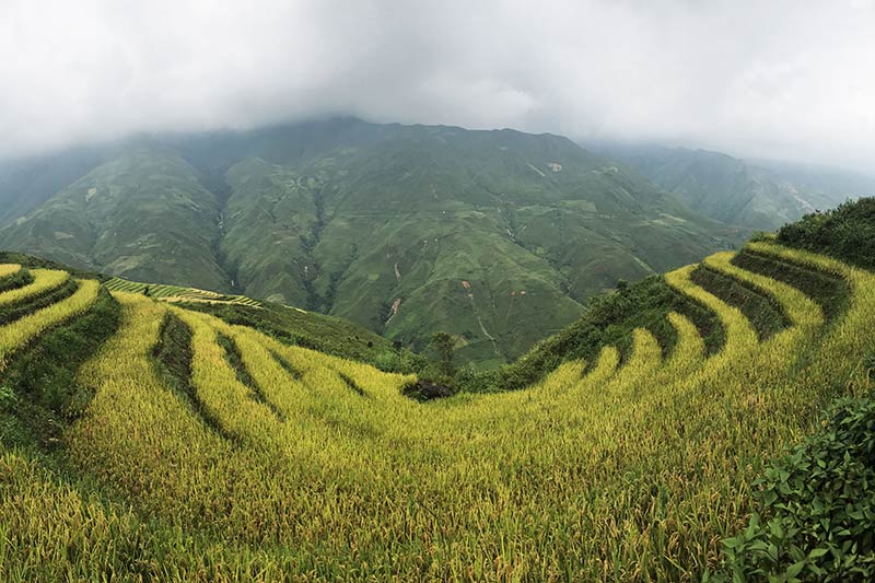 Las increíbles terrazas de arroz en Taxua, Son La
