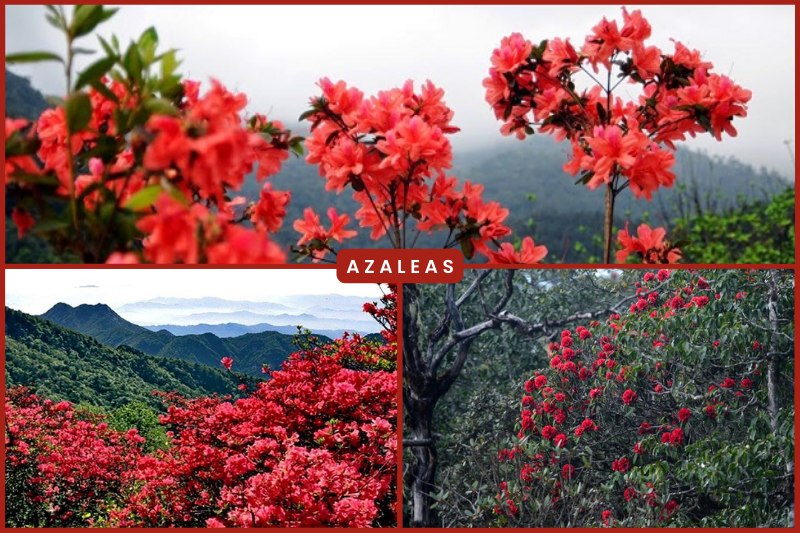 azaleas20bloom-tbn Azaleas en el noroeste de Vietnam