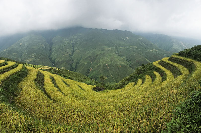 Campo de terraza en Vietnam Turismo