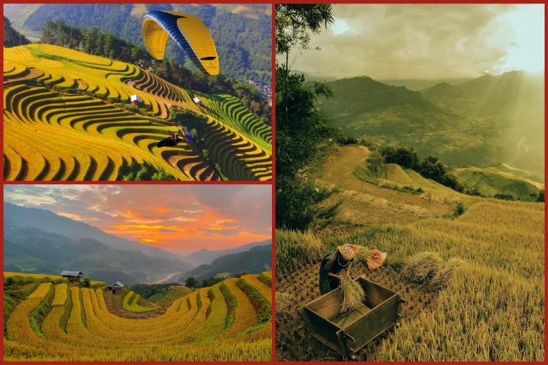 Temporada del arroz dorado