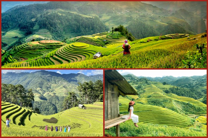 Temporada del arroz verde (agosto)