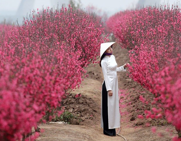 flores de melocotón Vietnam