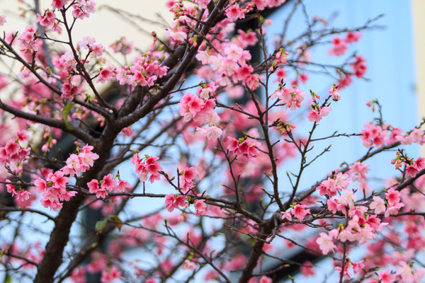 Flores de melocotón Vietnam Flores de melocotón Vietnam Viajes