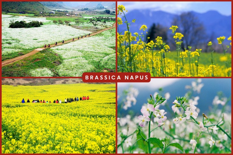 hoa_cai-tbn Braѕiᴄa Napuѕ en el noroeste de Vietnam