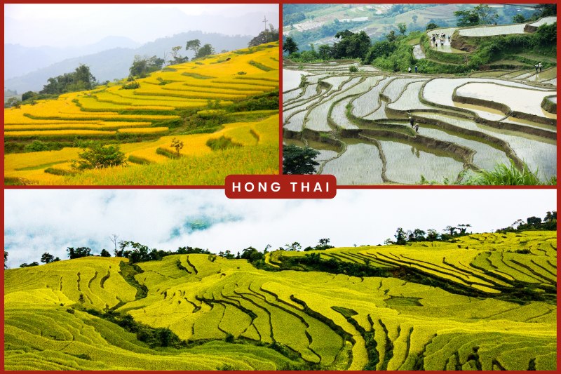 hong_thai Los campos en terrazas de Hong Thai