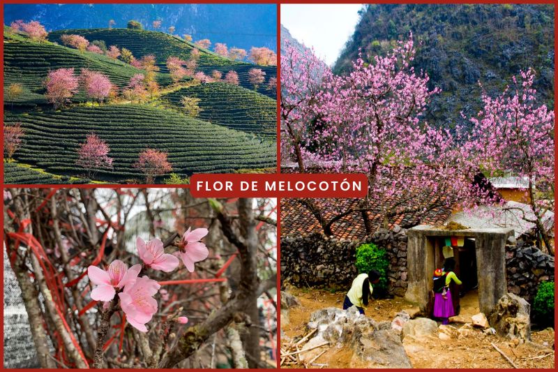peach20blossom-tbn (Flores de durazno en el noroeste de Vietnam)