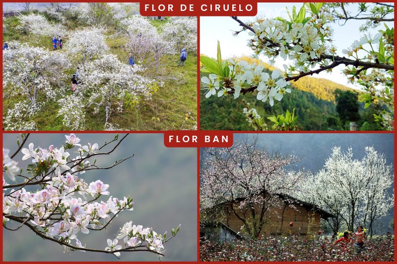 plum20and20ban20flowers-tbn (Flores de ciruela y Ban en el noroeste de Vietnam)