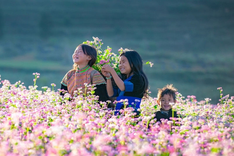 sonrisas-entre-flores-de-trigo-sarraceno-en-ha-giang