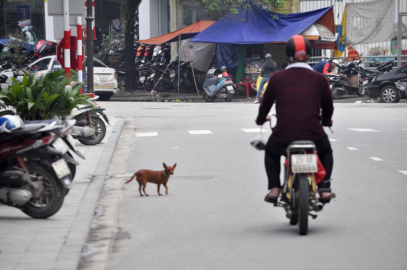 Animales callejeros en Hanoi Viajar a Vietnam - Callejeros en Hanoi