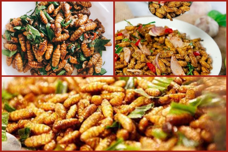 wild20bee20pupae Pupas de abejas salvajes