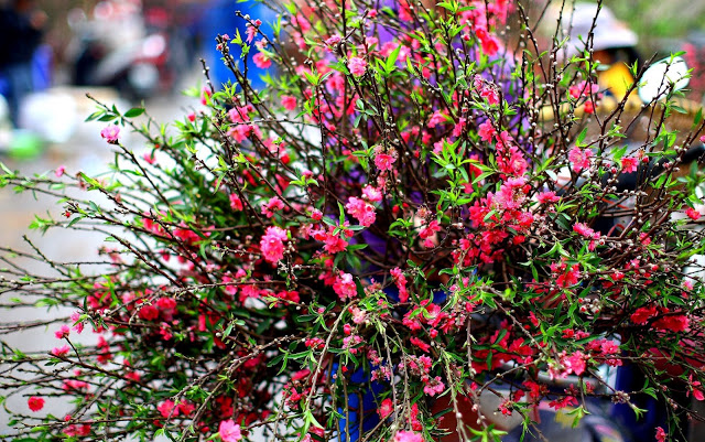 Visitar vietname Flor de pêssago