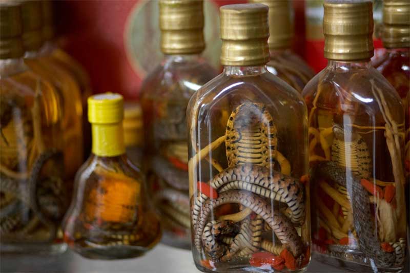 Vinho de cobra no Vietnã Vinho de cobra no Vietnã