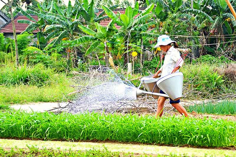 Aldeia de Tra Que - Hoi An Aldeia de Tra Que - Viagem em família Vietnã