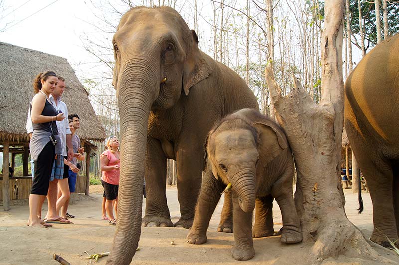 Santuário de Elefantes em Chiang Rai - Tailândia Santuário de Elefantes em Chiang Rai - Pacote de viagem para Tailândia