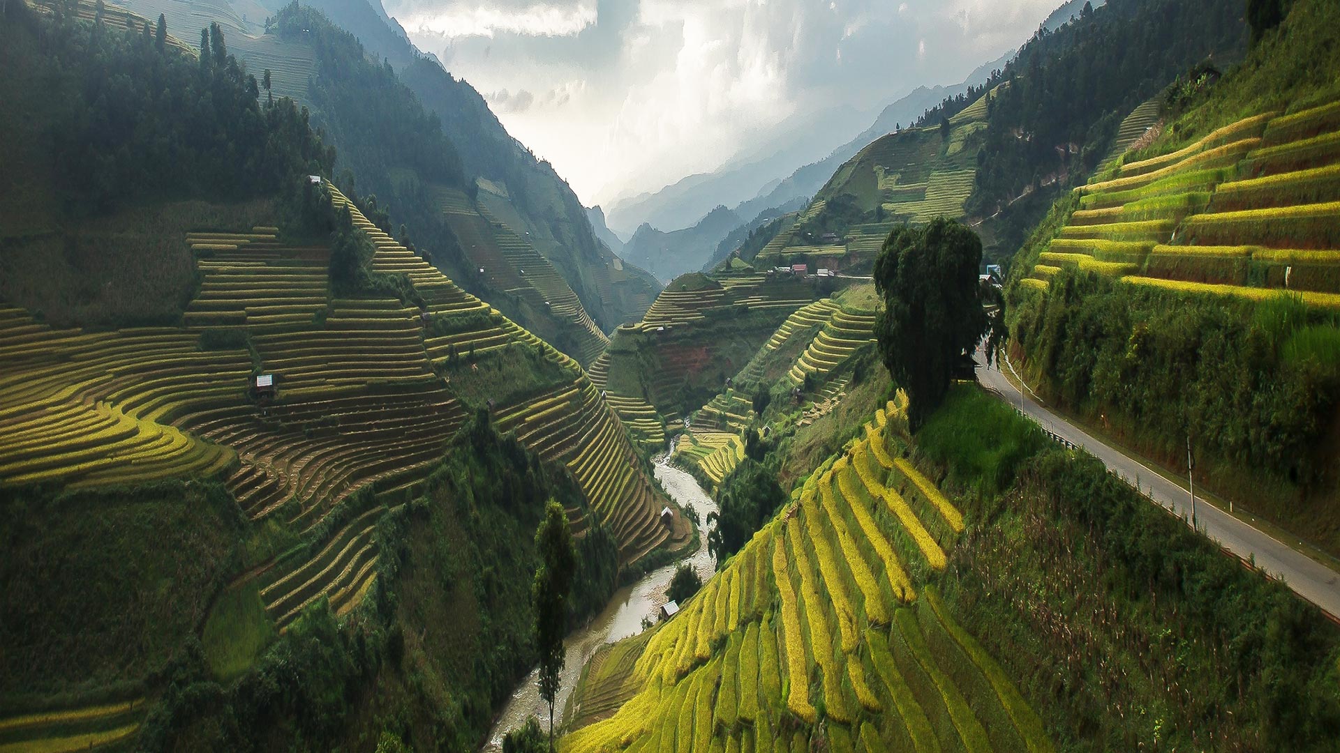terraced rice fields - vietnam