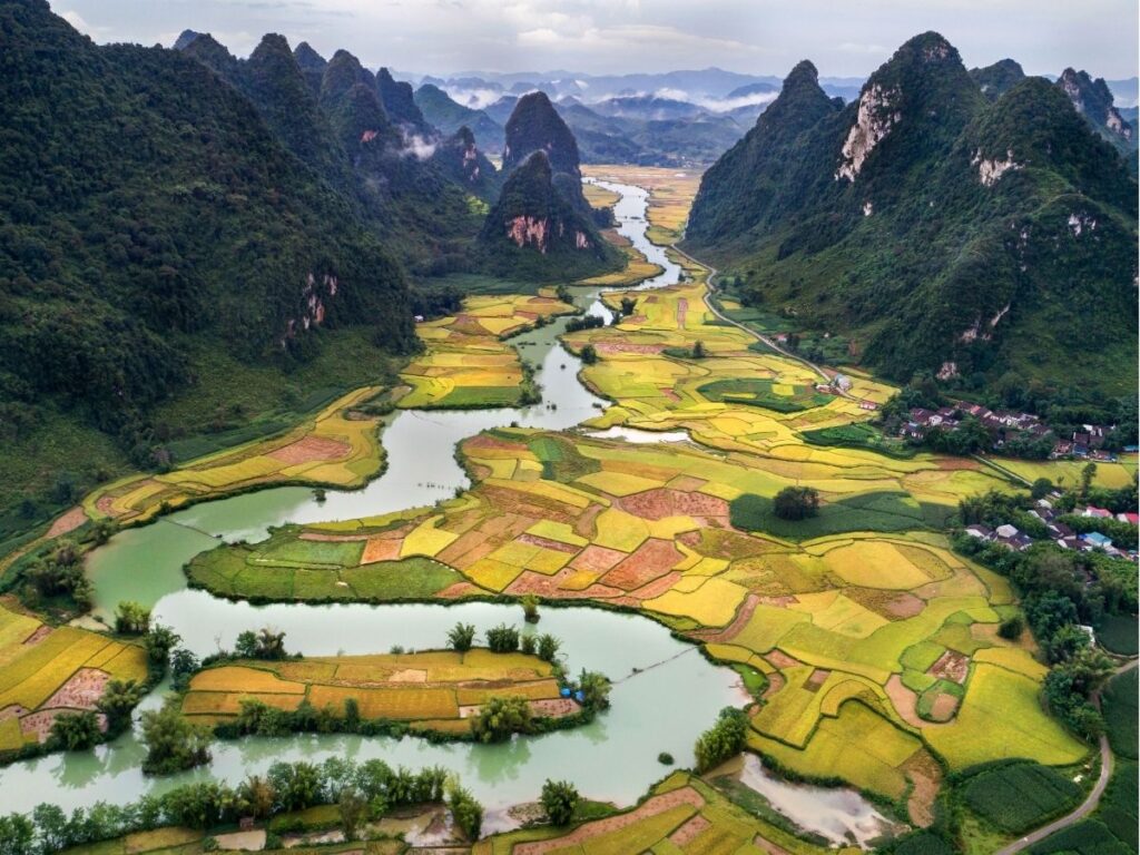 Valle con arrozales dorados y montañas kársticas en el norte de Vietnam