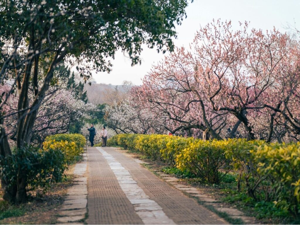 Paseo entre ciruelos en flor al inicio de la primavera