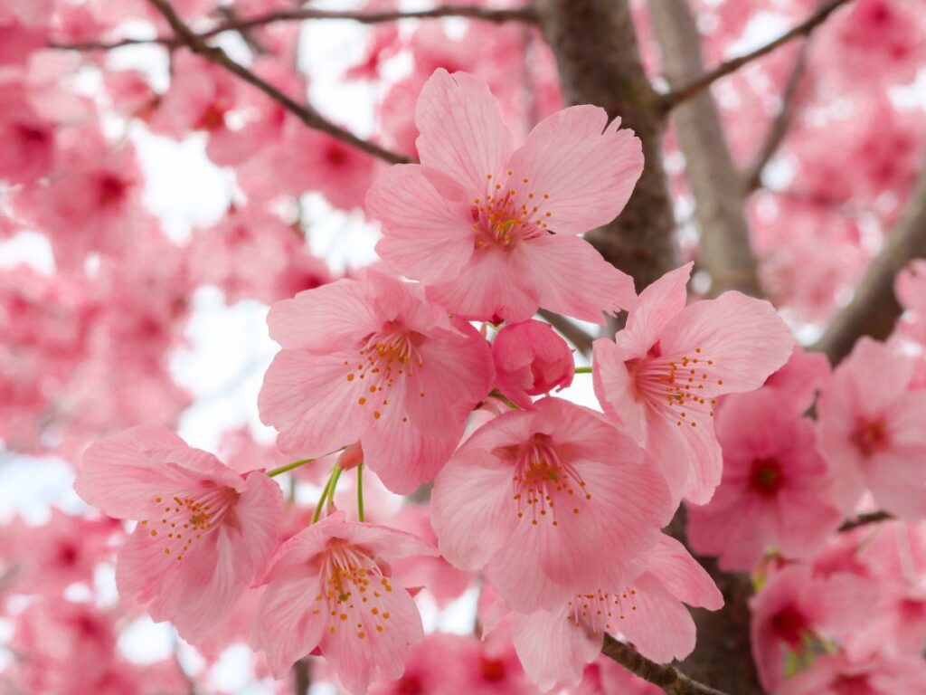 Sakura: la flor emblemática de Japón