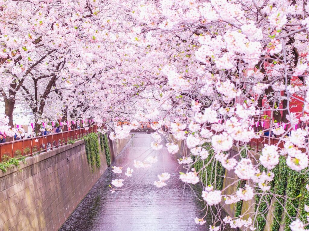 La temporada de sakura, un espectáculo de color en la primavera de Japón